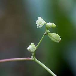 Fallopia (bindweed)